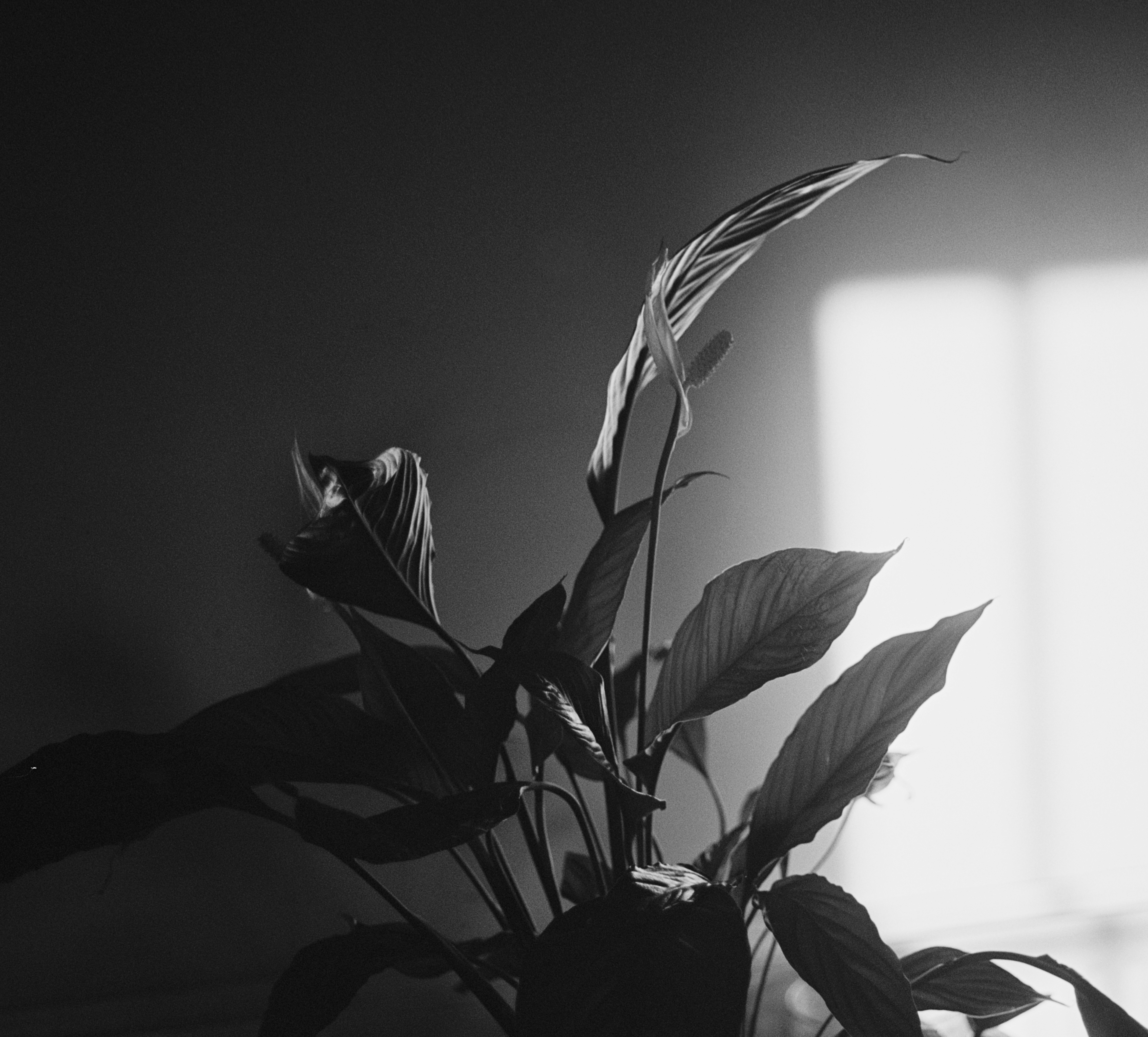 Lily Black and White