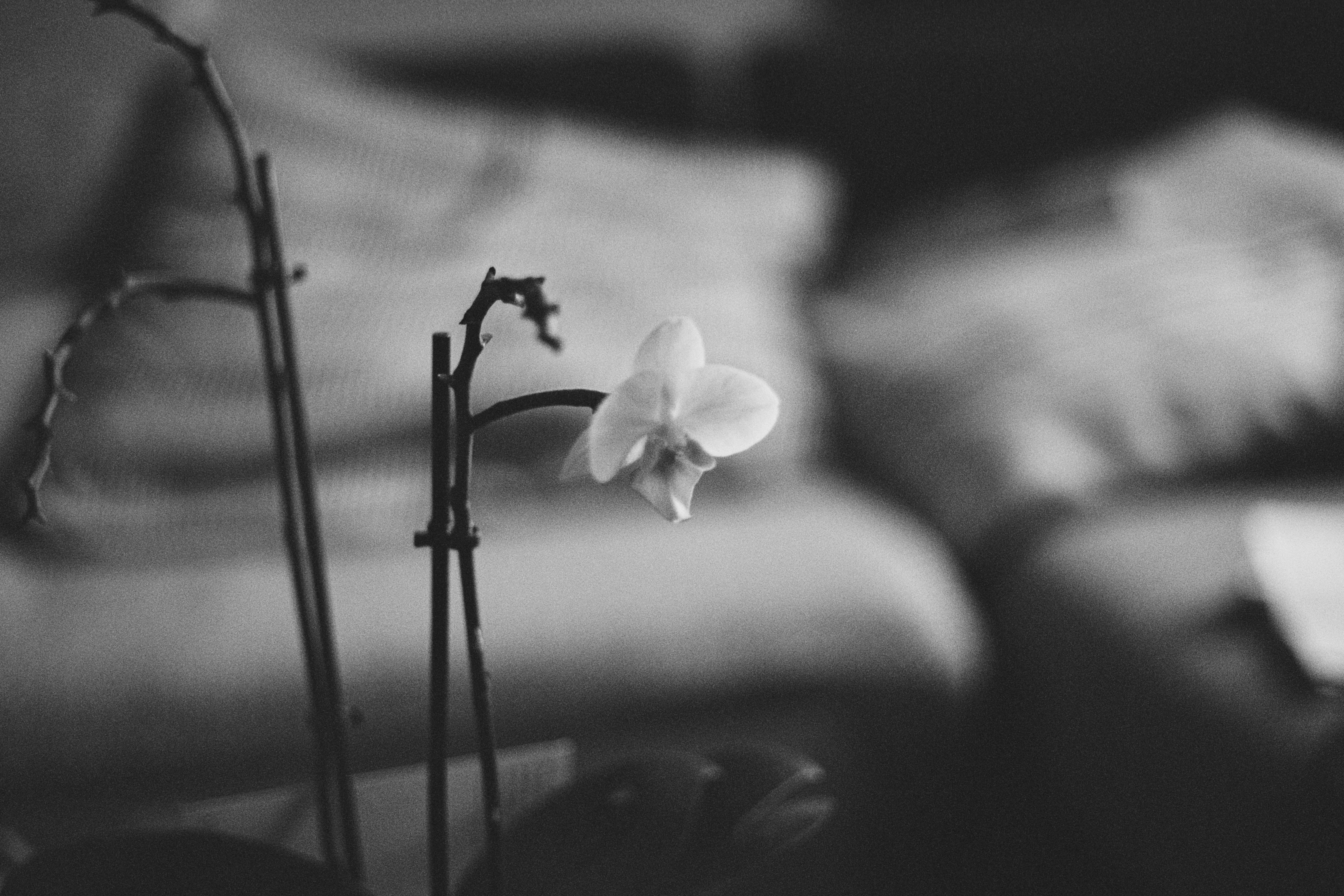orchid